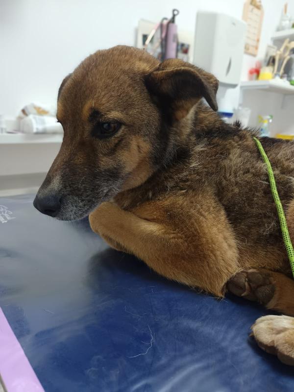 Patorino 5 anni dolcissimo Foto 2